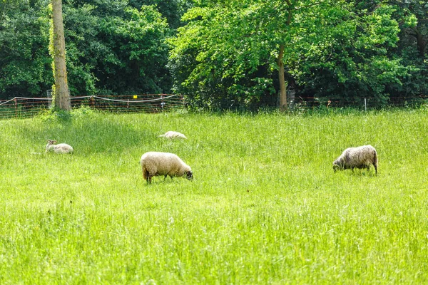 Овцы Пасутся Зеленом Лугу Концепция Сельского Хозяйства Животноводства — стоковое фото