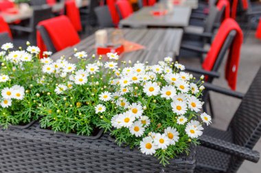 Chamomiles açık havada şehirde tablolarla boş Restoran