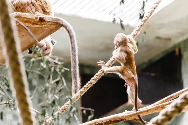 Funny monkey macaque baby plays and jumps on the ropes in the zoo