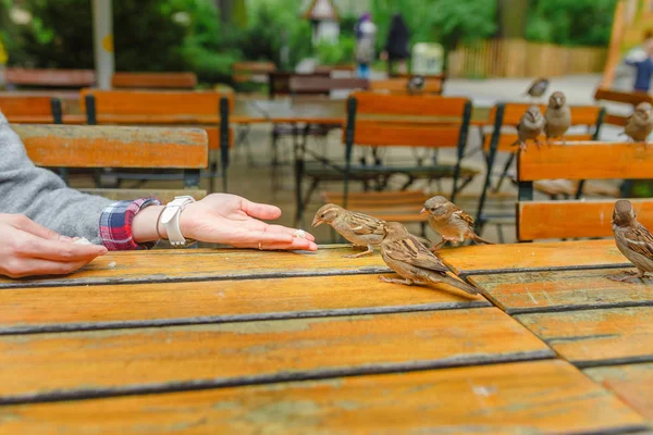 Utfodring Little Sparrow För Hand Utomhus Café — Stockfoto