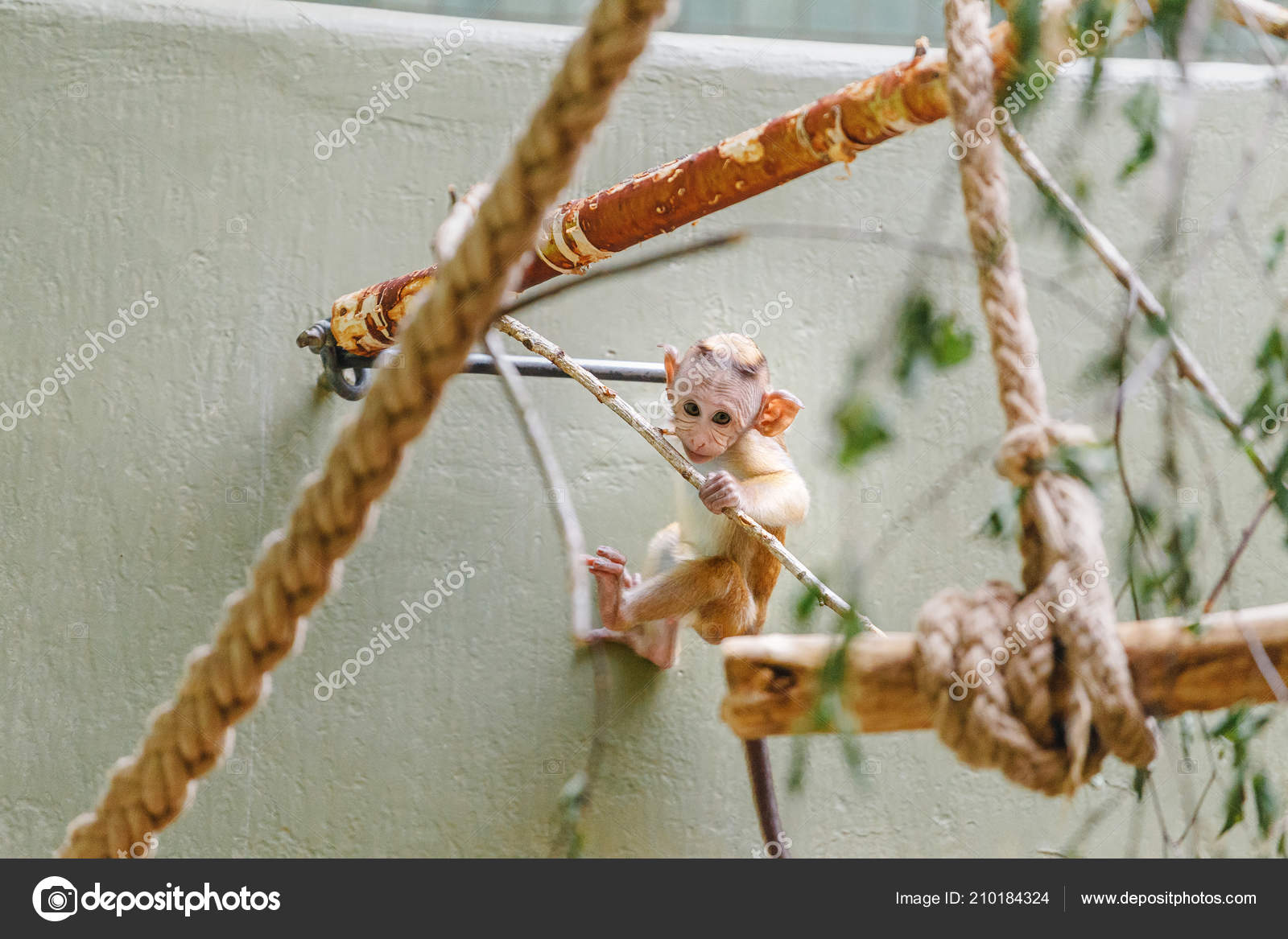 Drole Singe Macaque Bebe Joue Saute Sur Les Cordes Dans Image Libre De Droit Par Frantic00 C
