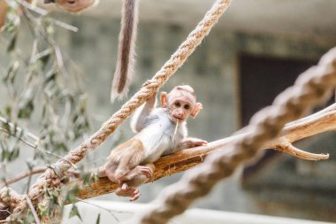 Funny monkey macaque baby plays and jumps on the ropes in the zoo clipart