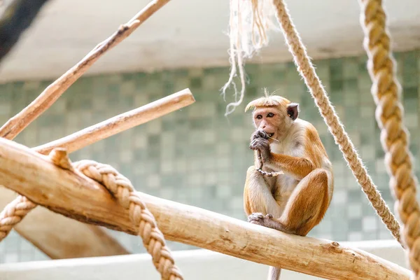 Αστεία Μακάκος Μόνος Μαϊμού Στο Ζωολογικό Κήπο — Φωτογραφία Αρχείου