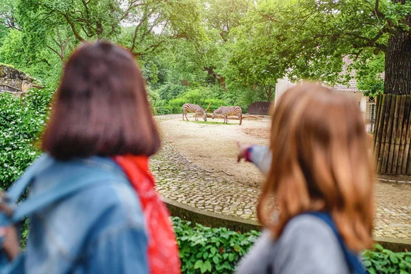 Dos Chicas Amigas Estudiantes Mirando Cebra Otros Animales Concepto Zoo — Foto de Stock