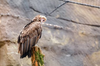 Hayvanat bahçesinde bir kukuletalı akbaba (Necrosyrtes monachus) kuş portresi