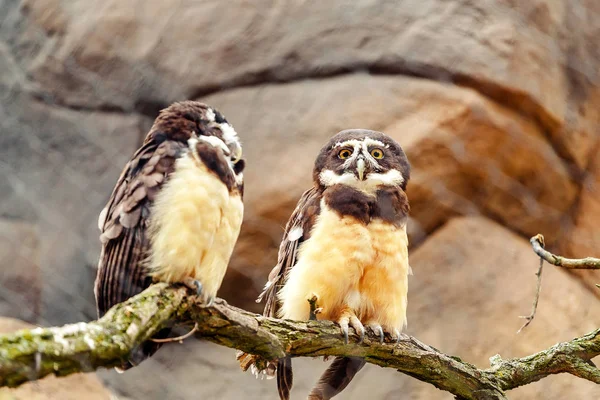 Spectacled Owl Bird Funny Stare Two Chicks Sitting Brunch — Stock Photo, Image