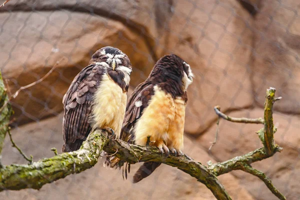 A spectacled owl bird with a funny stare. Two chicks sitting on a brunch
