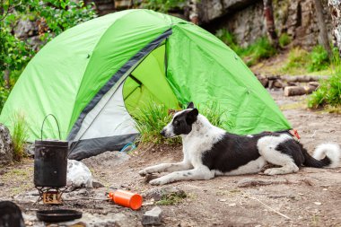 Seyahat ve kamp ile bir köpek
