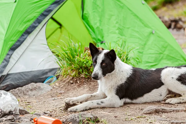 Traveling and camping with a dog