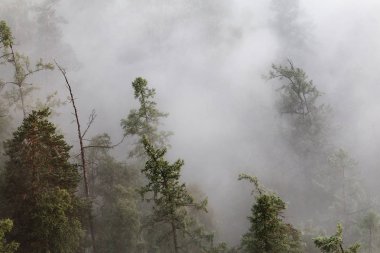 Yoğun sis veya sis ile ormandaki ağaç tops