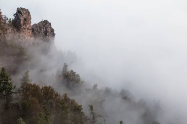 Yoğun sis veya sis ile ormandaki ağaç tops