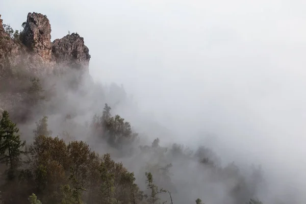 Tapas Árboles Bosque Con Niebla Densa Niebla — Foto de Stock