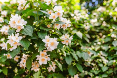 Philadelphus bitki çiçek