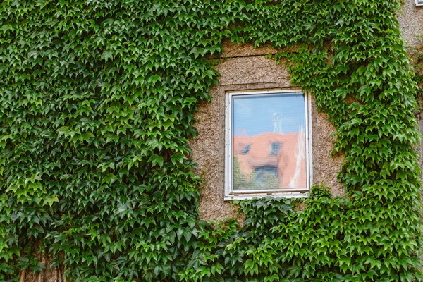 Hauswand Mit Fenster Mit Efeu Bedeckt — Stockfoto