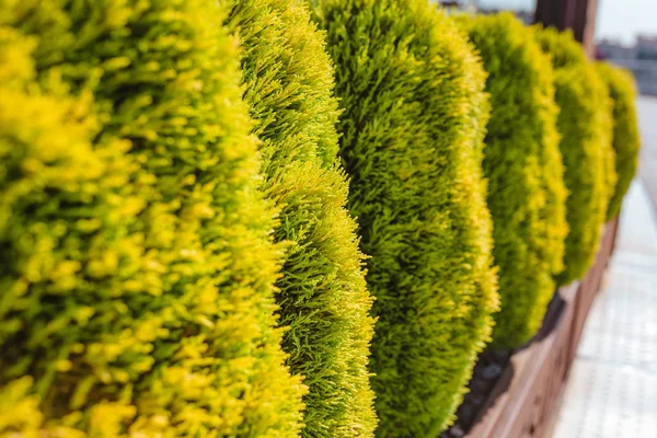 Árbol Ciprés Como Cerca Decorativa Jardín —  Fotos de Stock