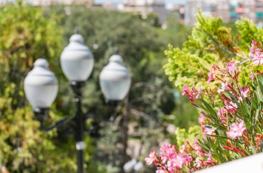 fener, tropikal Park palmiye ağaçları
