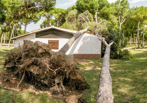 一棵大松树倒在一所小型私人住宅的屋顶上 风暴和自然灾害概念 — 图库照片