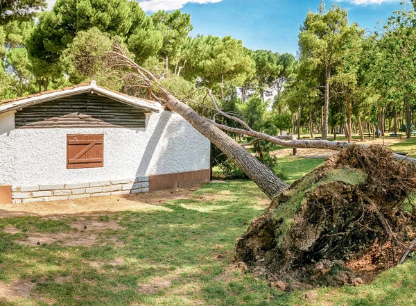 Large Pine Tree Falls Roof Small Private House Storm Natural — Stock Photo, Image