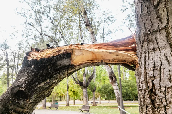 都市公園 損傷および嵐の概念を危険で倒れた木クラッシュ — ストック写真
