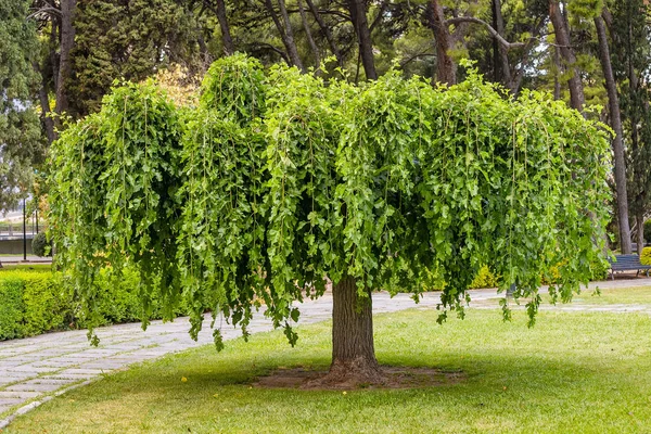 盆栽バリエーションの公園内で人工的に形のツリー — ストック写真