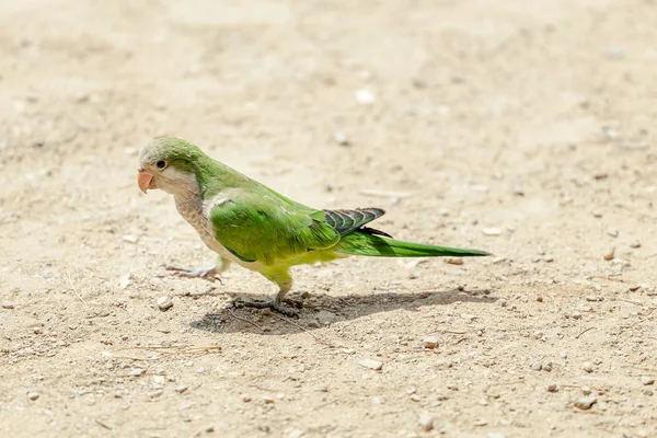 Green Monk Parakeet Myiopsitta monachus parrot in Barcelona