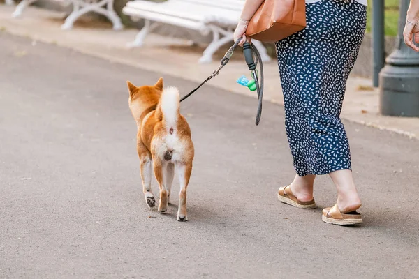 Mujer Caminando Parque Con Perro Akita — Foto de Stock