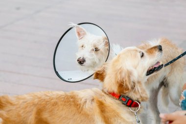 İki köpek koruyucu giyen Elizabeth yaka ameliyattan sonra