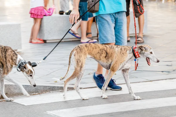 Två Greyhound Tiger Föder Upp Hundar Whippets Med Ägaren Promenader — Stockfoto