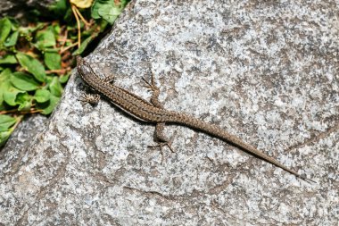 Ortak kertenkele, Lacerta vivipara, bir taş üzerinde