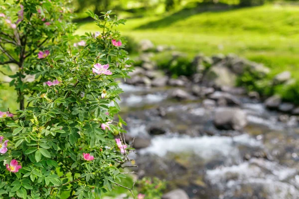 Planta Rosa Selvagem Perto Rio Montanha — Fotografia de Stock