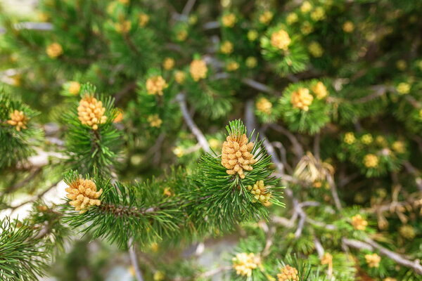 Young shoots of pine in early spring.
