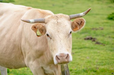 bir yaz mera üzerinde otlatma inekler