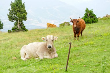 bir yaz mera üzerinde otlatma inekler