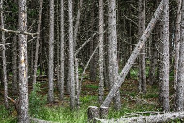 karanlık ve derin mistik orman