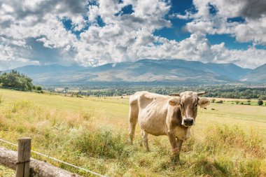 bir yaz mera üzerinde otlatma inekler