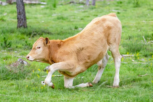 Veau Vache Dans Pâturage Été Montagne — Photo