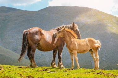 Mare ile Tay, Anne ile çocuk at Dağları'nda bir mera üzerinde