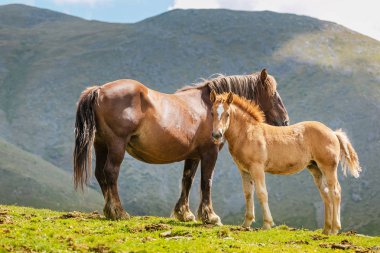 Mare ile Tay, Anne ile çocuk at Dağları'nda bir mera üzerinde