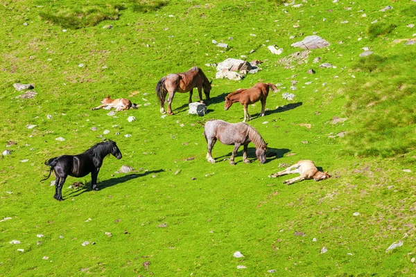 Vista Aérea Caballos Pastoreo Exuberante Prado Alpino Fresco — Foto de Stock