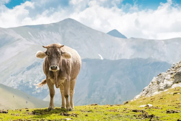 Vacas Graciosas Pastos Montaña — Foto de Stock