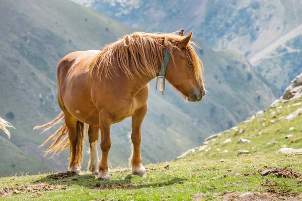 Hermoso Caballo Pasto Las Montañas — Foto de Stock