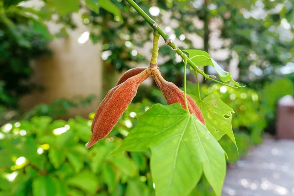 公園内の緑のプラタナスの葉 — ストック写真