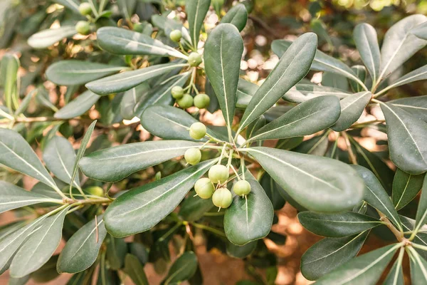 Grüner Strauch Von Pittosporum Tobira Mit Früchten — Stockfoto