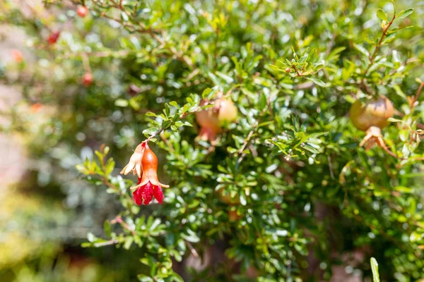 공원에서 Pomergranate 나무의 — 스톡 사진