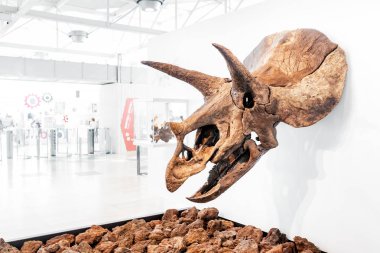 28 Temmuz 2018, Barselona, İspanya: insanlar Cosmocaixa Bilim Müzesi ziyareti sırasında bir triceratops dinozor fosili izle