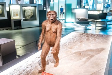 28 Temmuz 2018, Cosmocaixa, Barselona, İspanya: Australopithecus tarih öncesi kadın Müzesi sergi