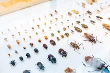 28 Temmuz 2018, Barselona, İspanya: böcekler ve böcek güzel koleksiyonu