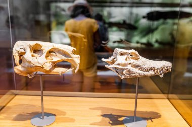 28 Temmuz 2018, Barselona, İspanya: Tarih öncesi hayvanlar Müzesi'nde kafatası