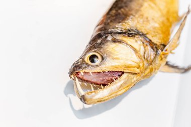 Amazon Piranha Müzesi'nde