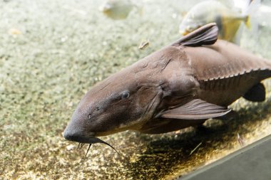 Yayın balığı büyük akvaryum içinde yüzüyor